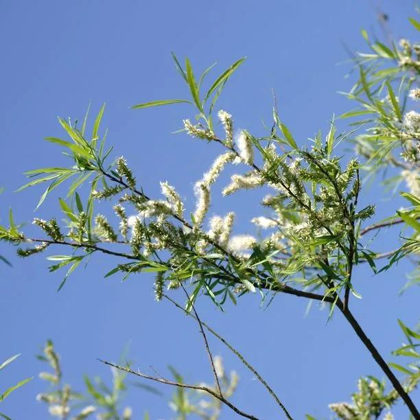Willow Common Osier (Salix viminalis) 1